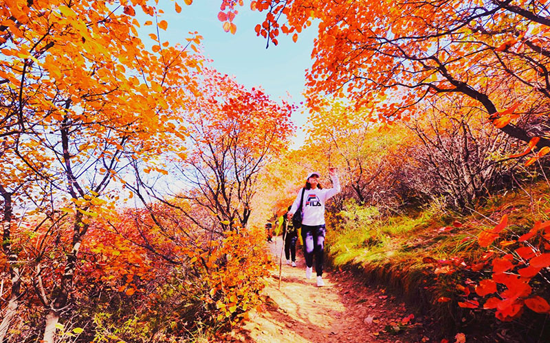 大发88佛照山秋季漫山红叶，供游客免费观赏